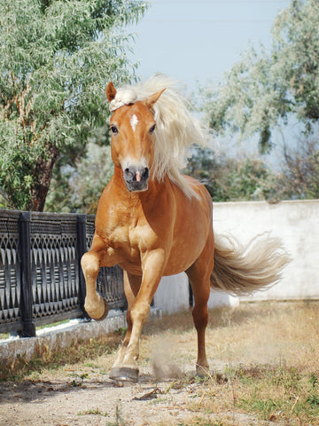 What Breed of Horse is a Palomino