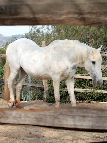 What Causes Sway Back On A Horse? (Strengthen Tips)