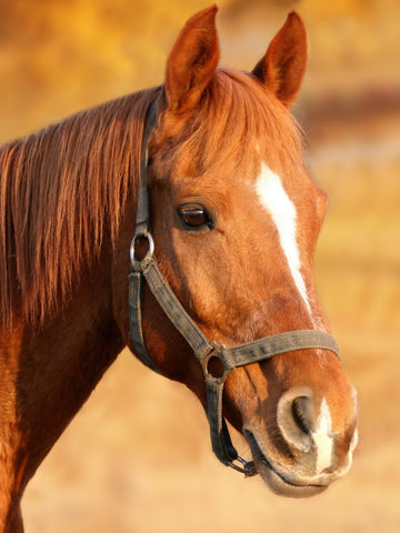 What Is A Grade Horse