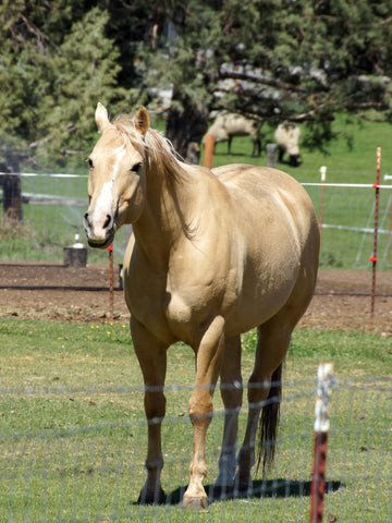 What are Chestnuts on Horses