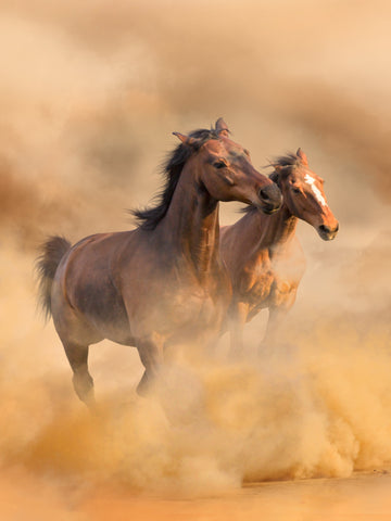 What is a Colt, Gelding, Mare, Filly, and Stallion