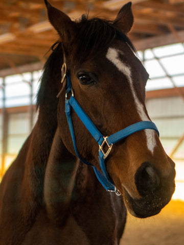What’s the Normal Temperature of a Horse