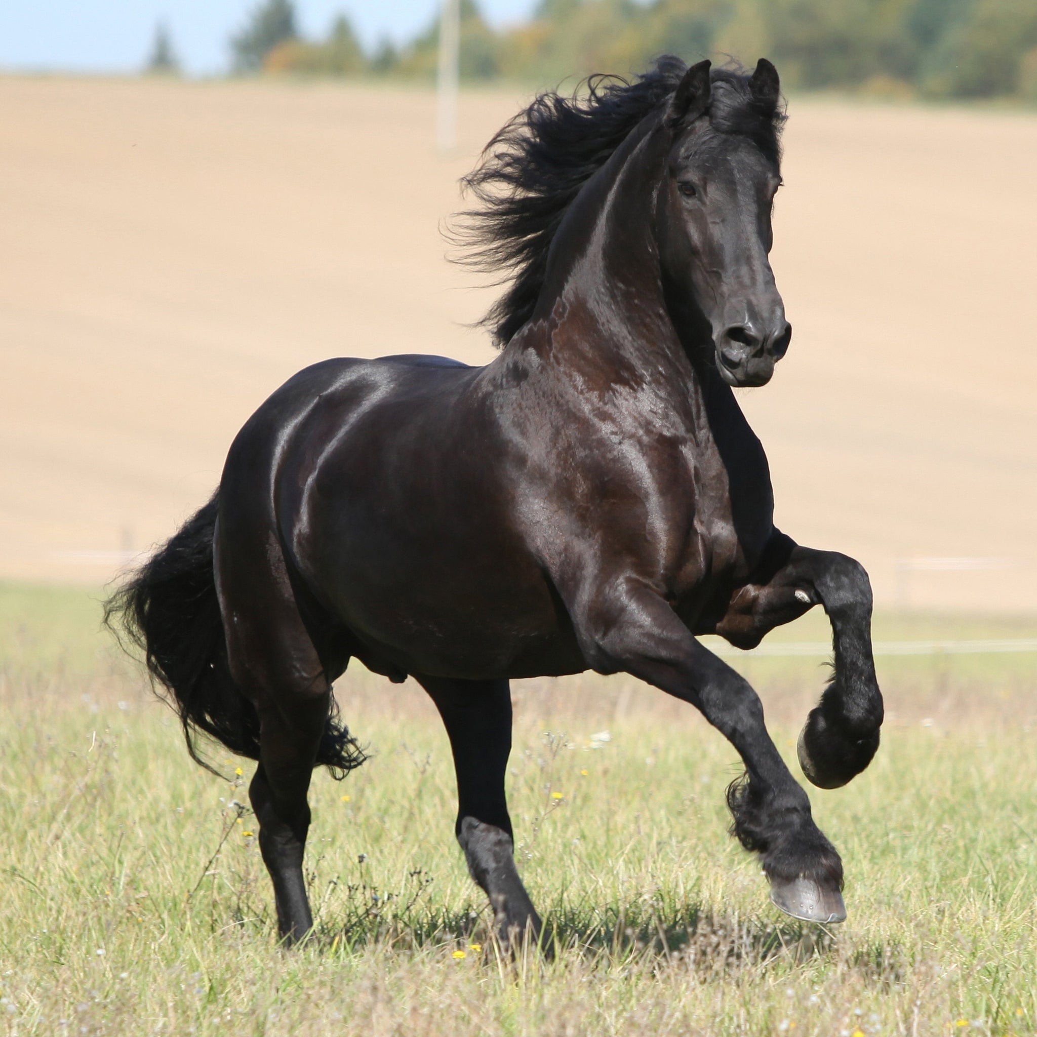 10 Largest Horse Breeds In the World