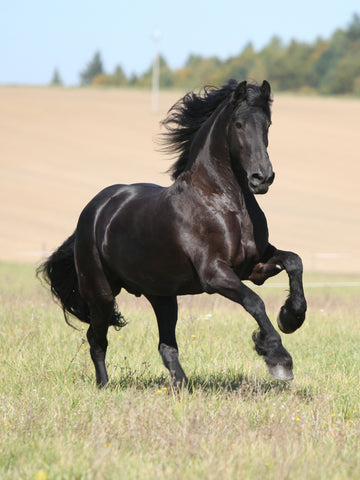 10 Largest Horse Breeds In the World
