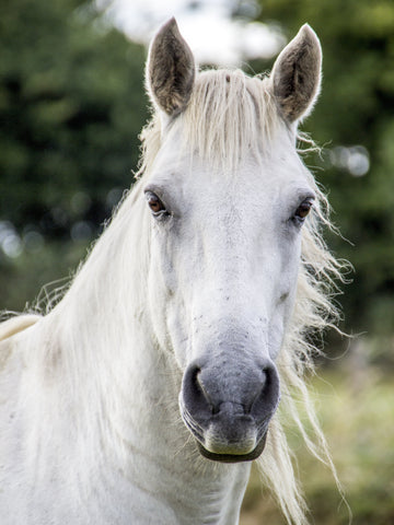 12 Beautiful White Horse Breeds