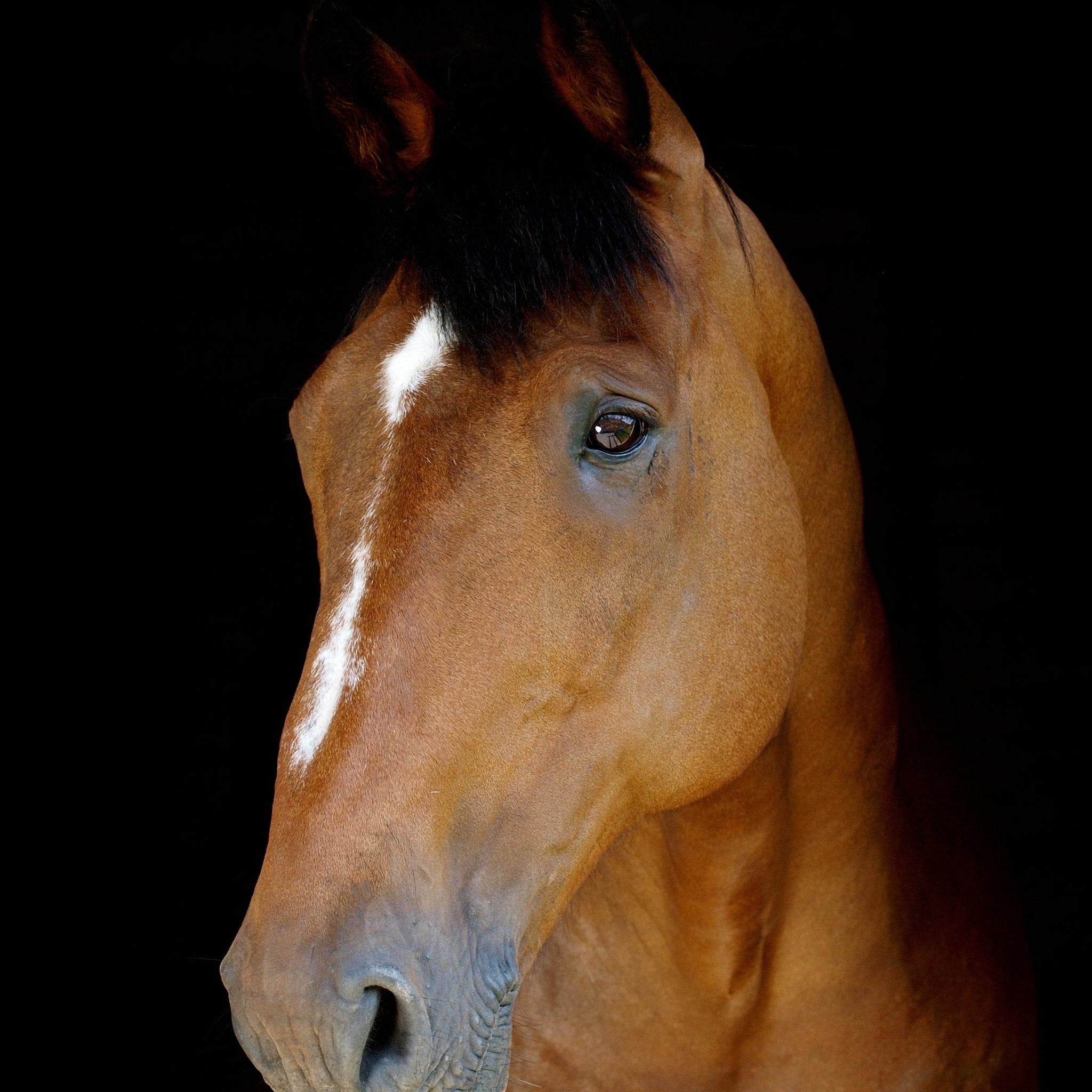 Cheapest Horses in the World: Top Breeds for Budget Buyers