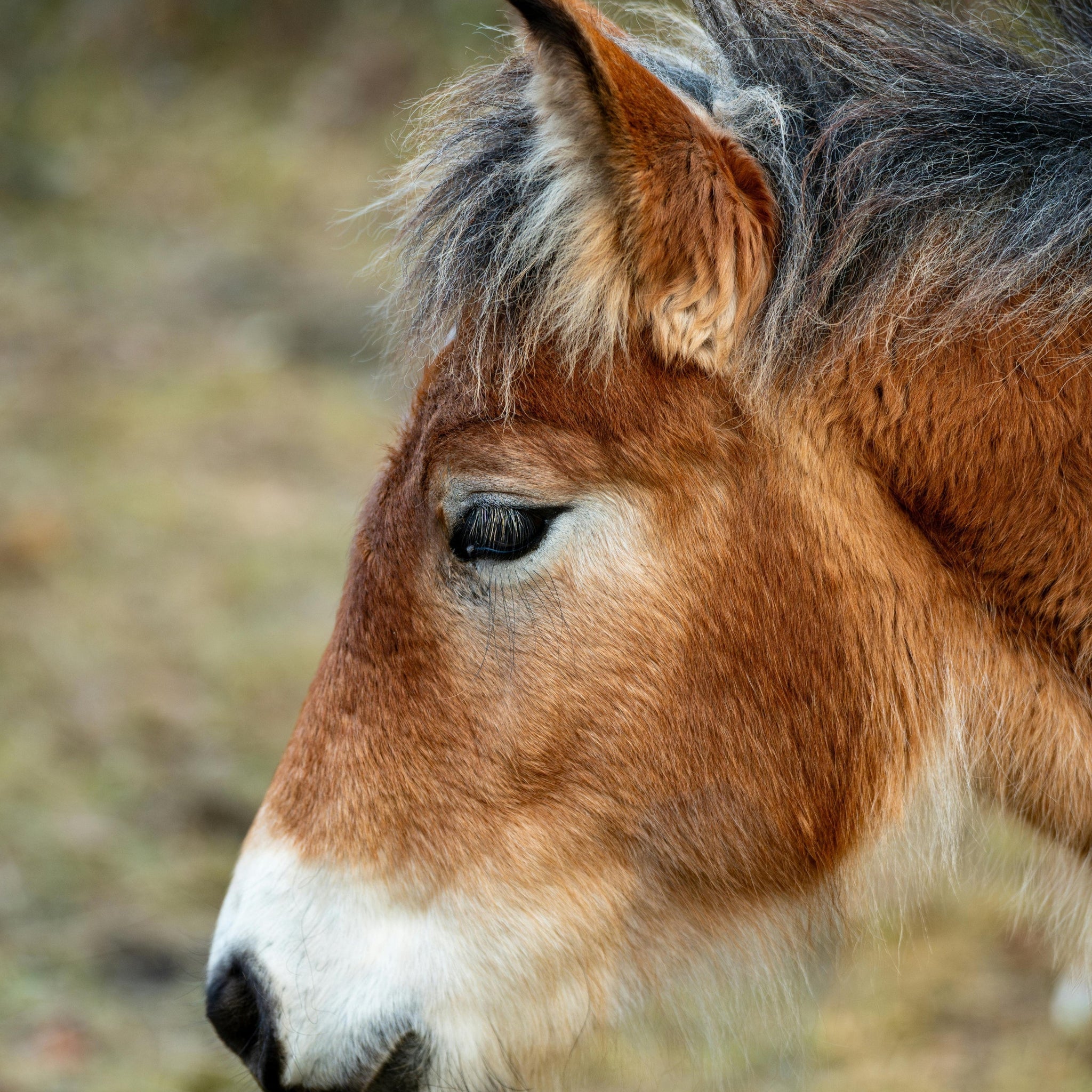 14 Beautiful Wild Horse Breeds In The World