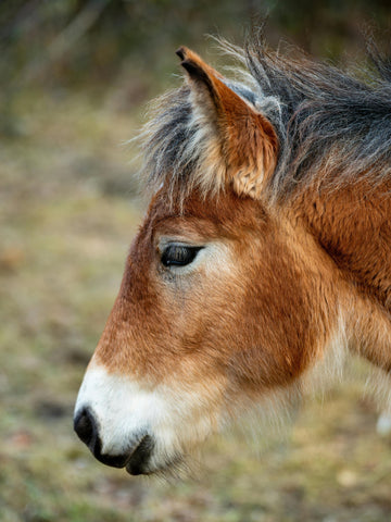 14 Beautiful Wild Horse Breeds In The World