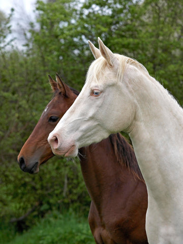 14 Best Dressage Horse Breeds