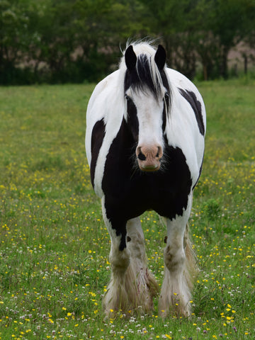 14 Black And White Horse Breeds