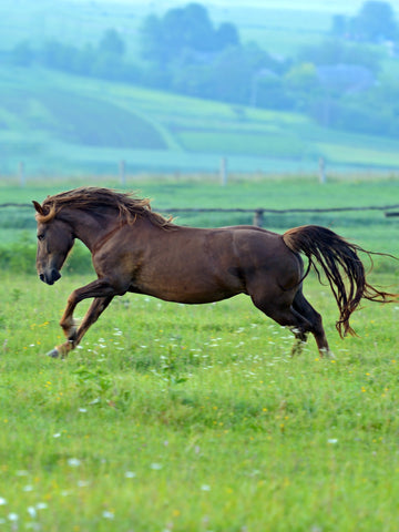 14 Facts About the Horse Skeleton