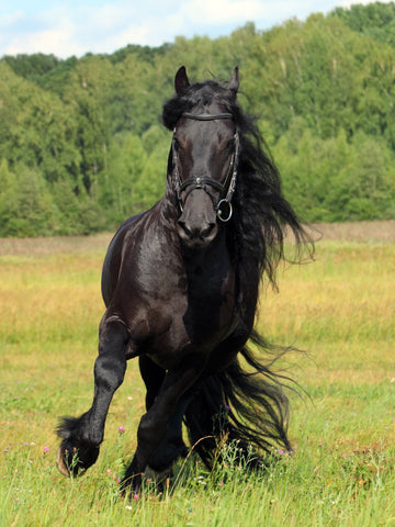 17 Furry Long Haired Horse Breeds