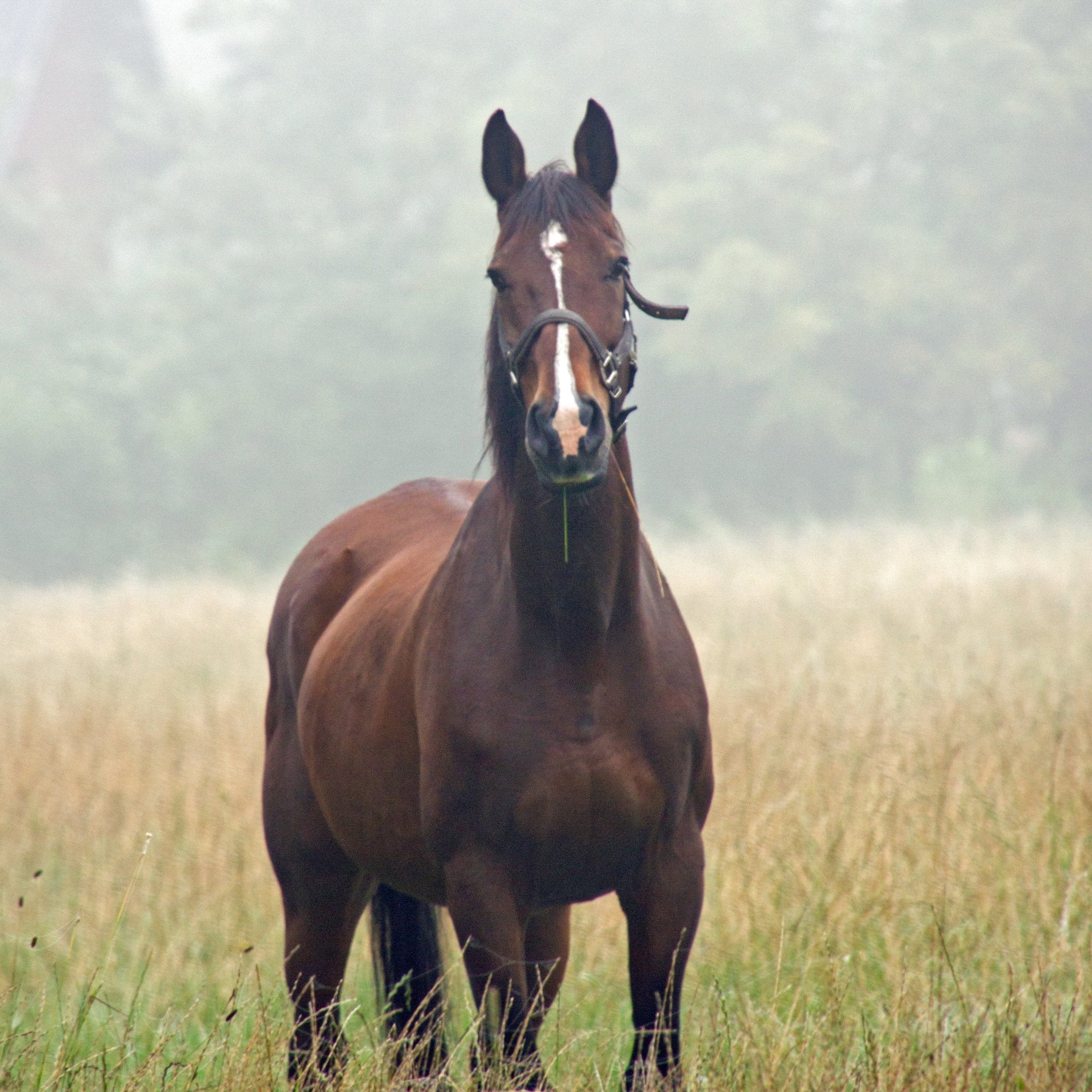 17 Horse Dream Meanings