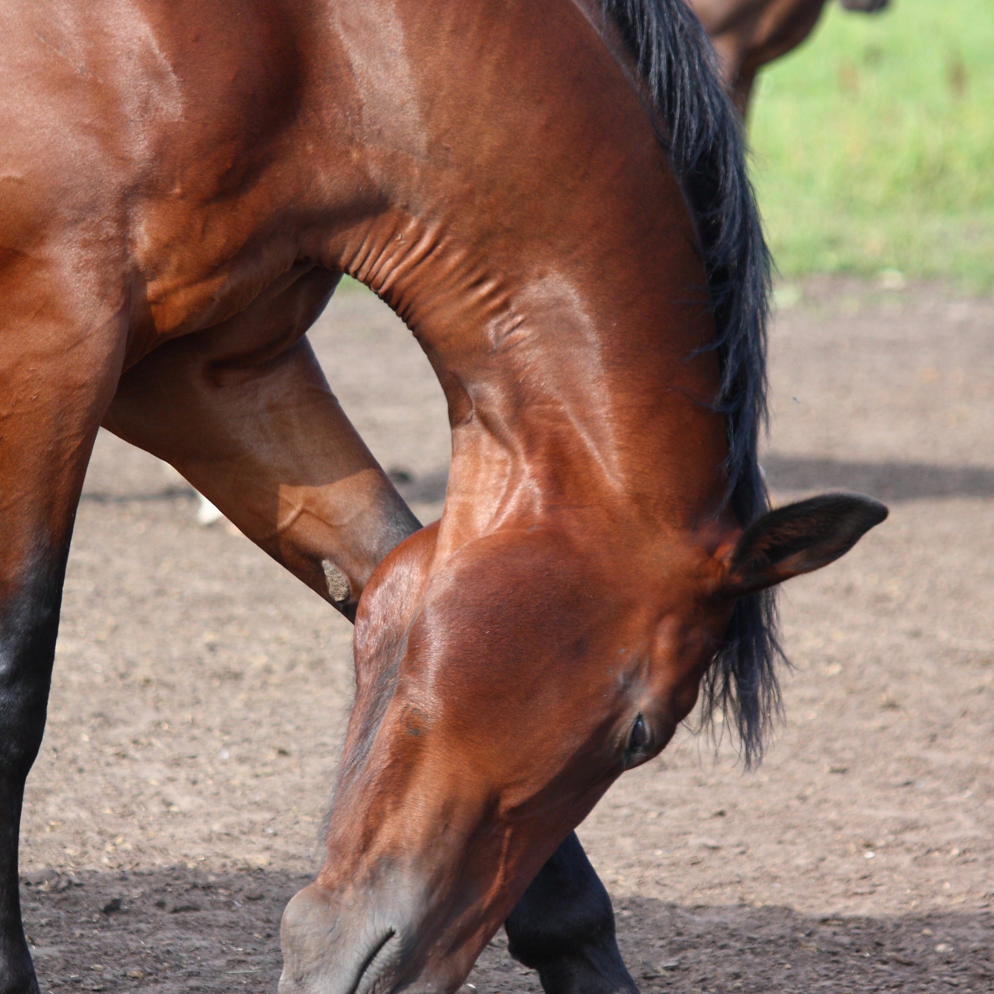 2 Ways to Teach a Horse to Bow
