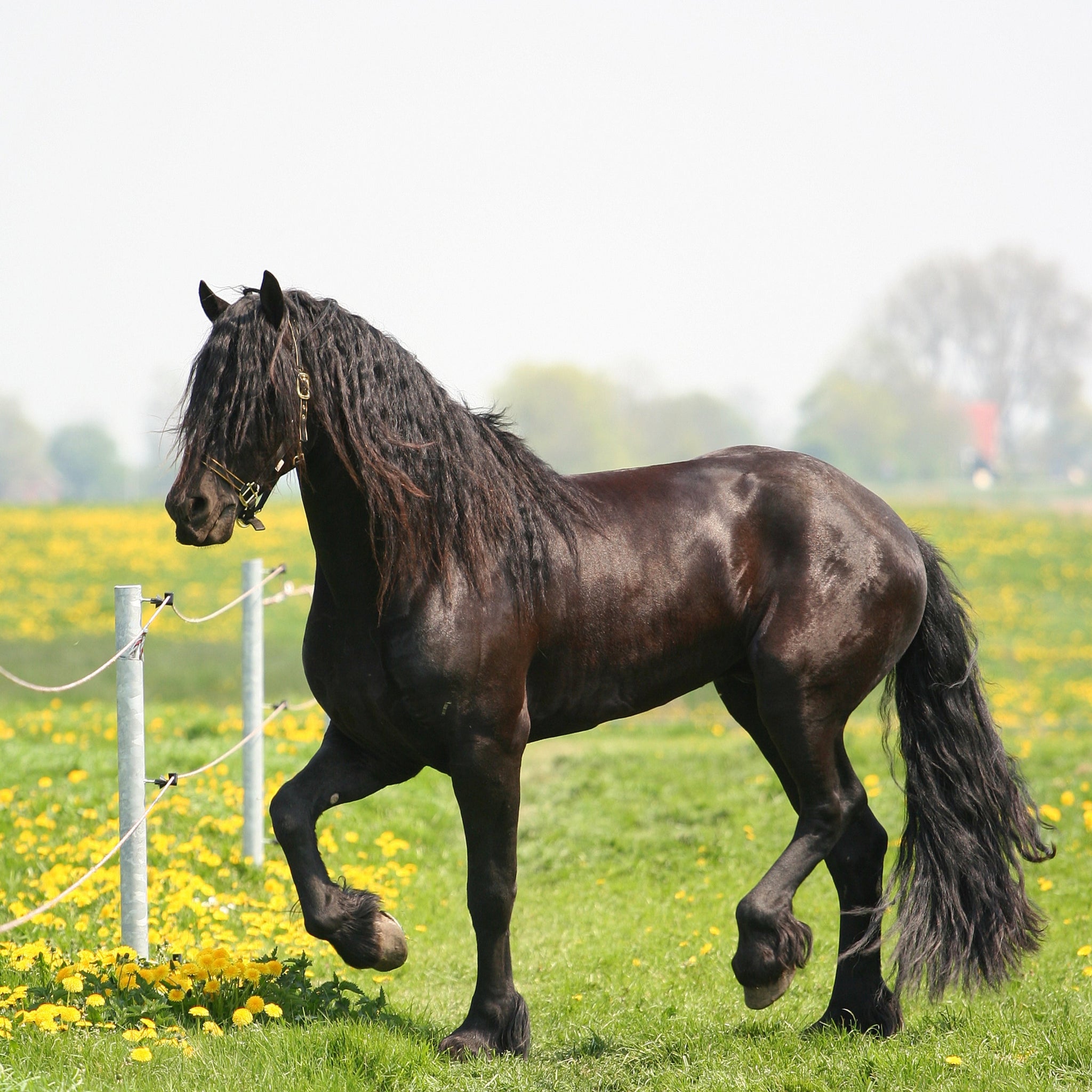 33 Good Black Horse Names
