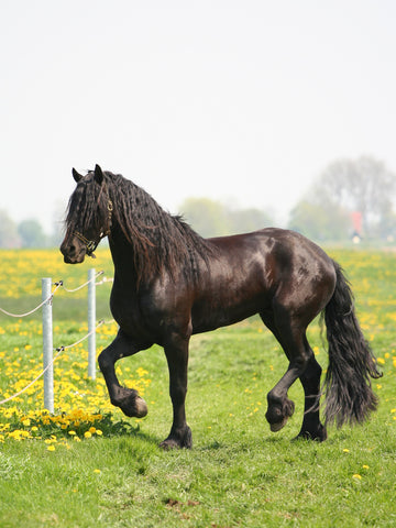 33 Good Black Horse Names