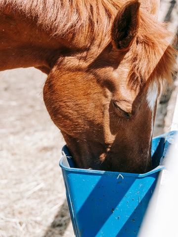 5 Reasons Why Horses Eat Meat