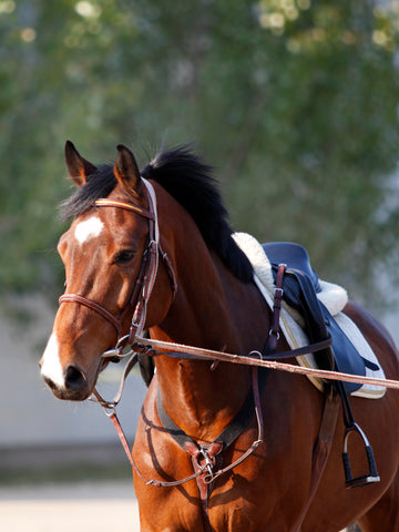 5 Tips to Lunge a Horse