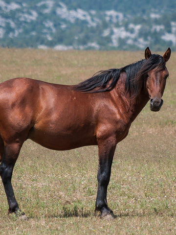 7 Spiritual Meanings of the Horse