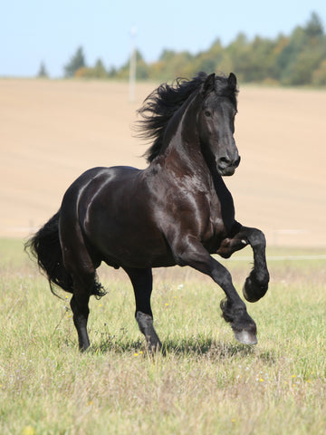 8 Fun Facts About Friesian Horses