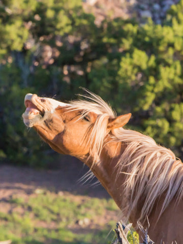 9 Reasons Why Do Horses Whinny