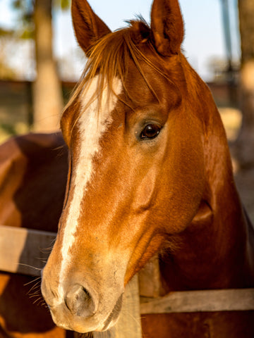 American Quarter Horse