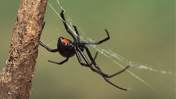 Black Widow Spider Bite: What It Looks Like, Symptoms, and What to Do