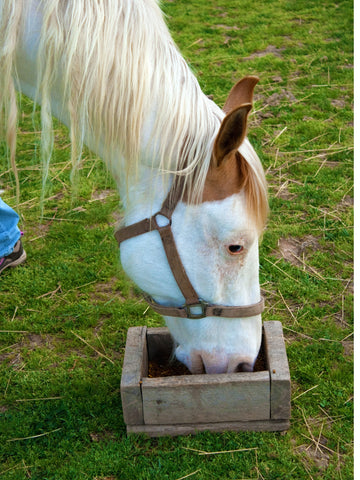 Can Horses Eat Watermelon