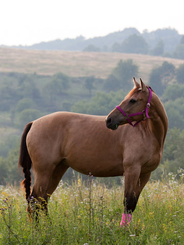 Do Horses Have Horns