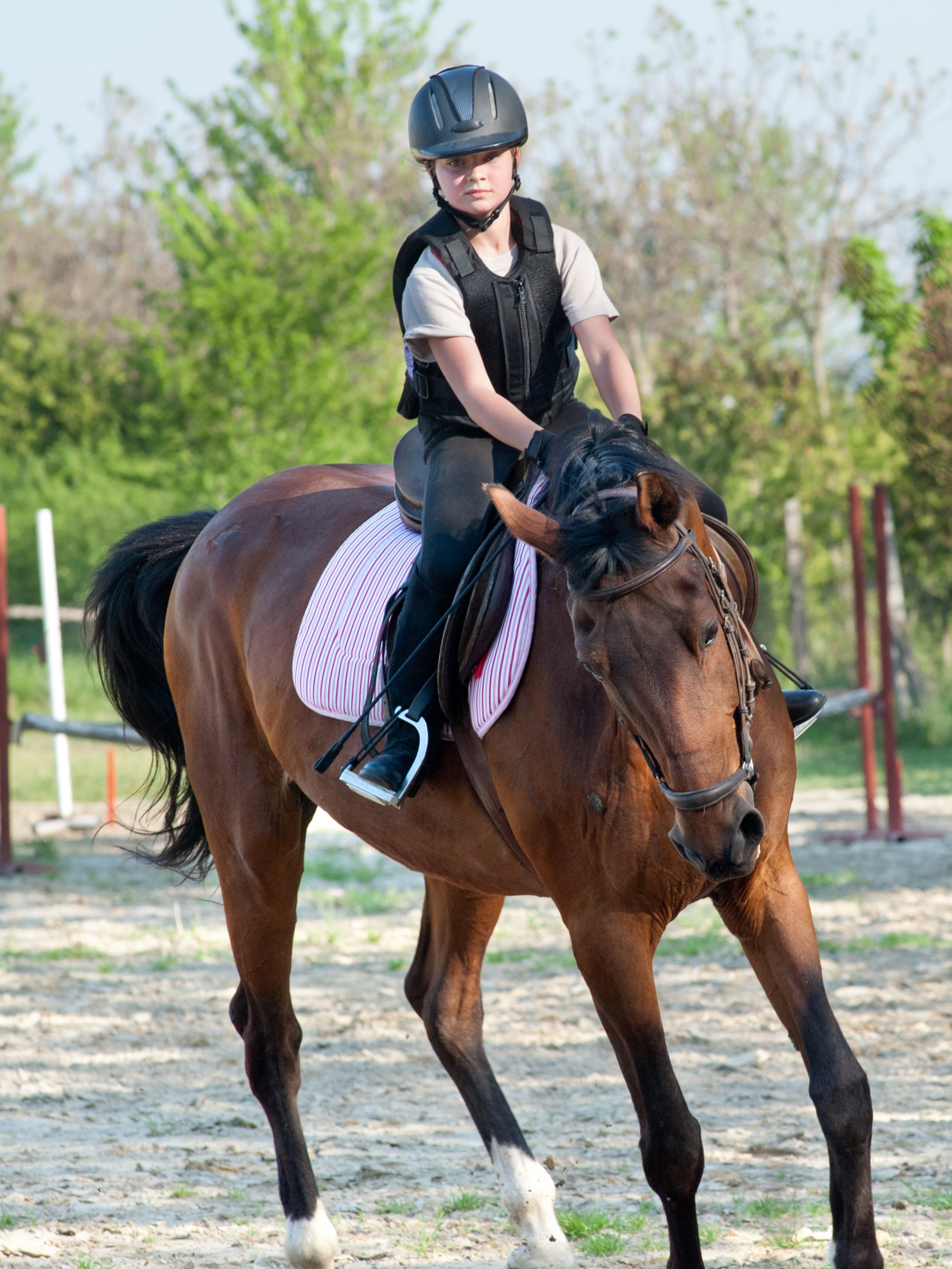 What Is a Mare Horse? Everything You Should Know – Wild Jolie