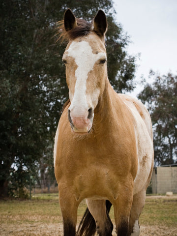 Dun Vs. Buckskin Horse