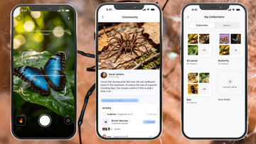 Top 7 Free Bug Identifier Apps for Identification 2026