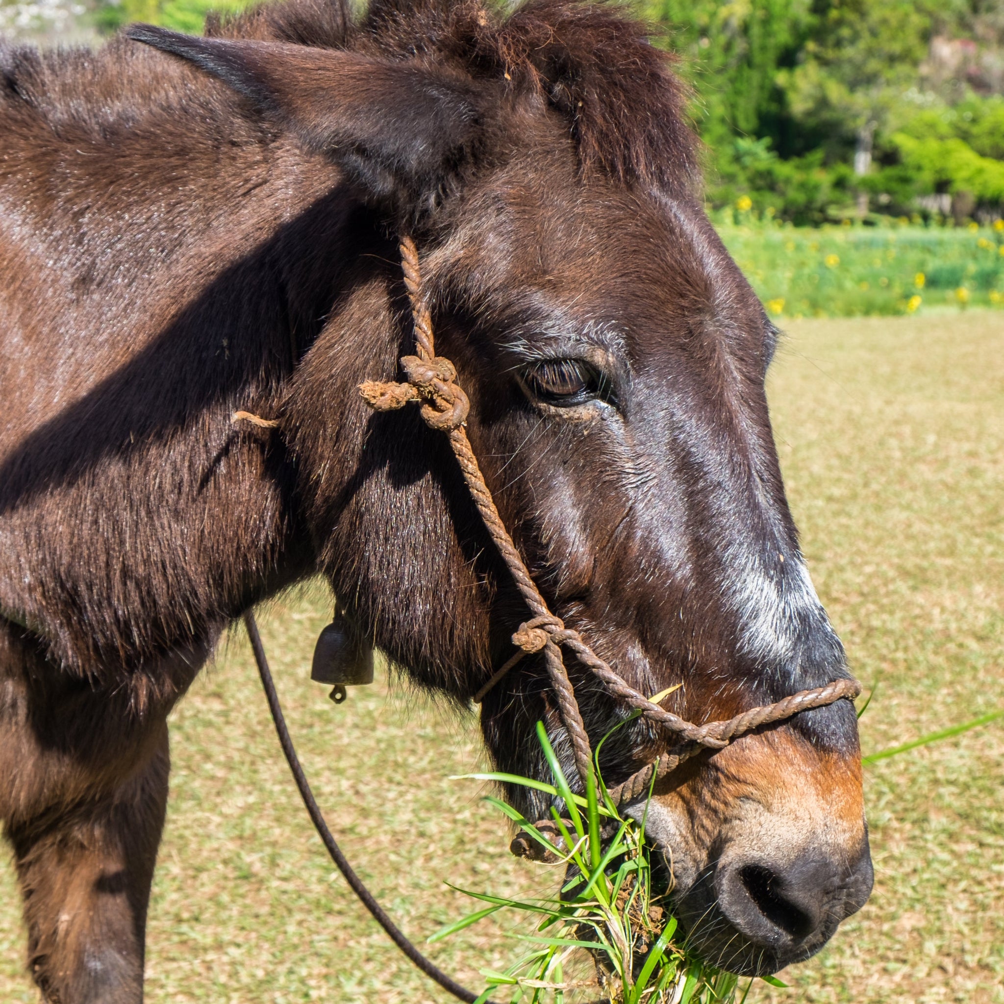 Hinny vs. Mule