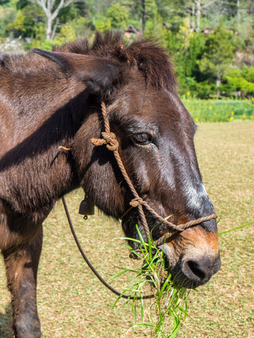 Hinny vs. Mule