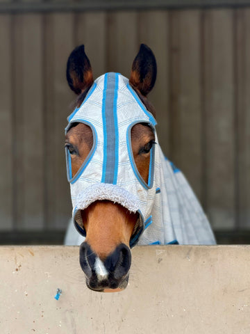 Horse Fly Lifespan