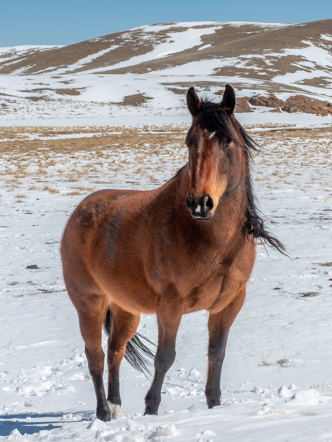 Horse Height In Hands Chart (Measuring Tips) Wild Jolie