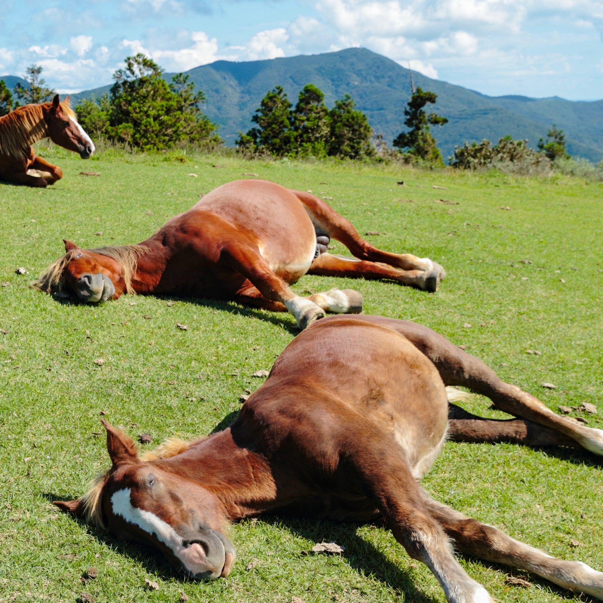 How Do Horses Sleep