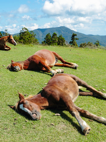 How Do Horses Sleep