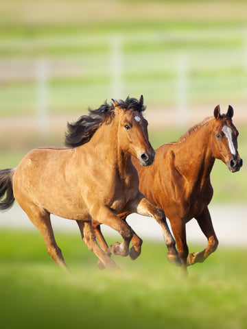 How Fast Can a Horse Run?