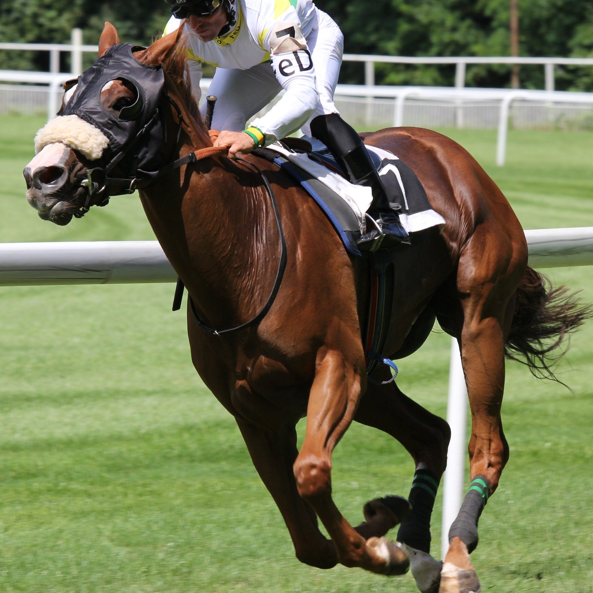 How Long Do Race Horses Live