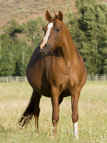 How Long Is a Horse Pregnant