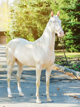 How Much Does Akhal-Teke Cost? (Price Chart) – Wild Jolie