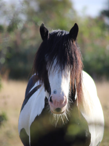 How Much Does Gypsy Horses Cost