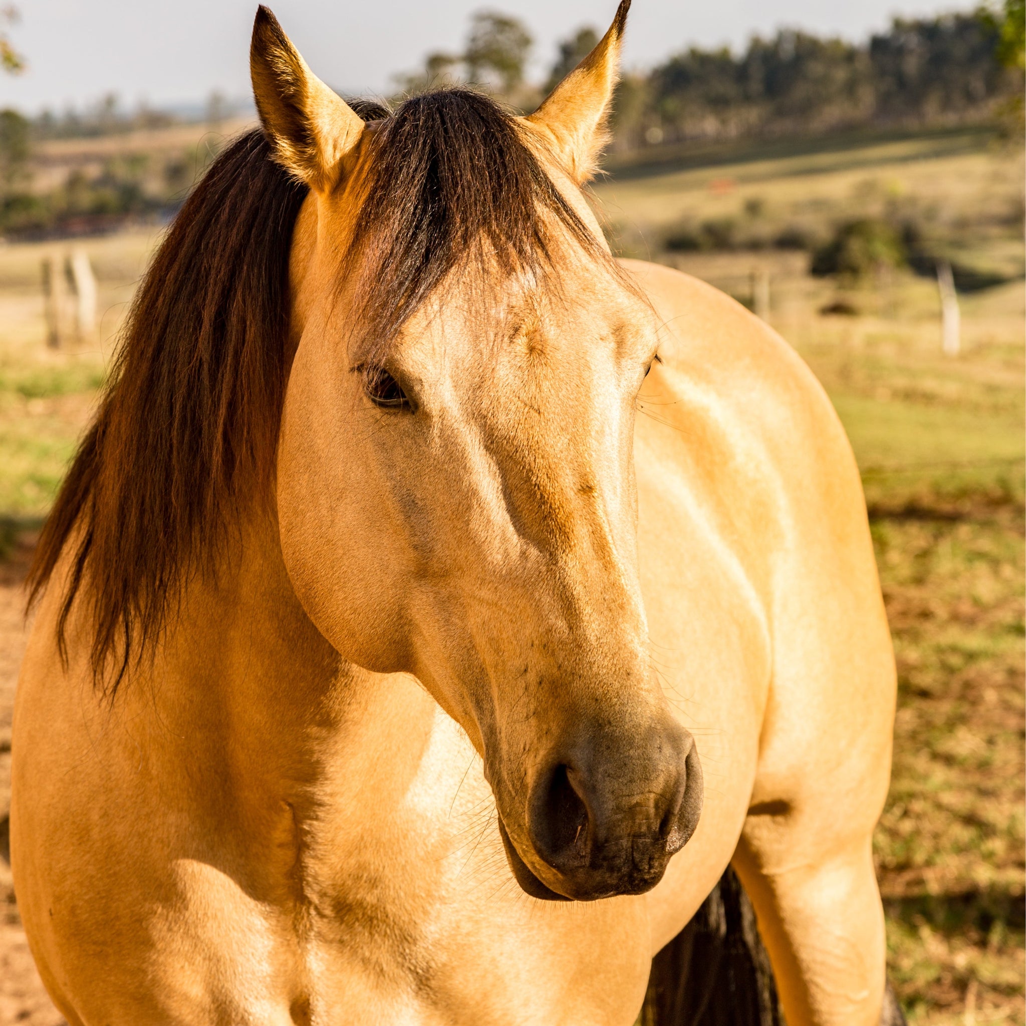 How Much Does an American Quarter Horse Cost