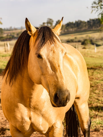 How Much Does an American Quarter Horse Cost