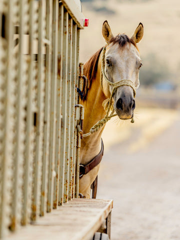 How Much Is A Horse Trailer