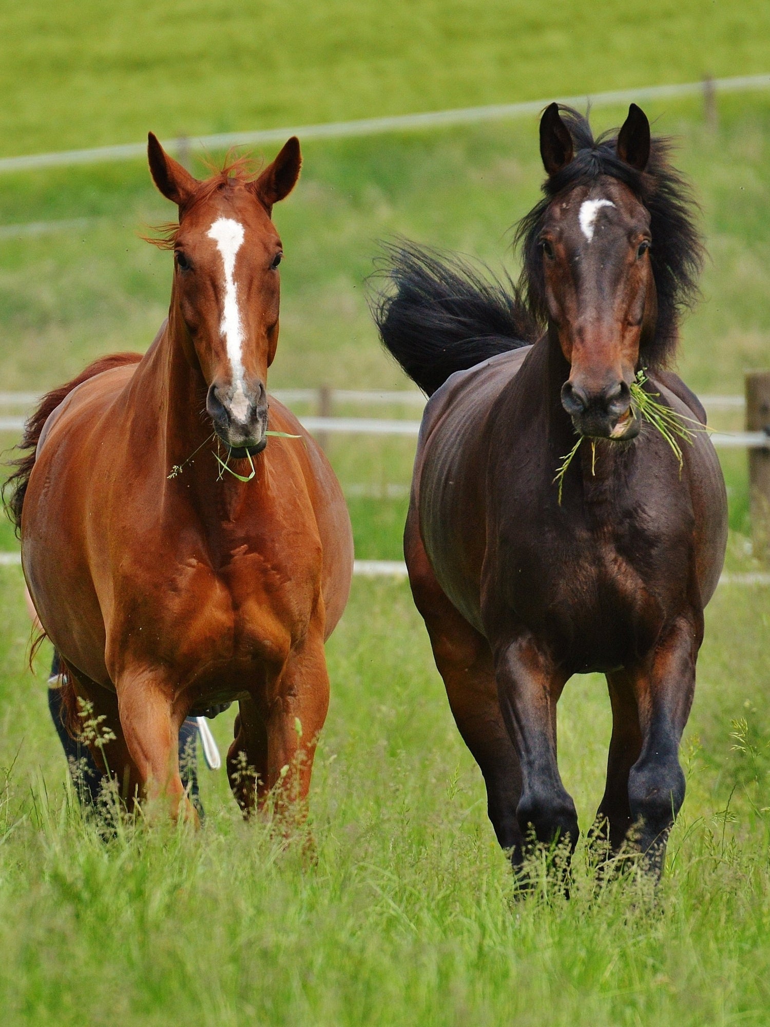 How Tall is a Horse? (Average Horse Height Chart) Wild Jolie