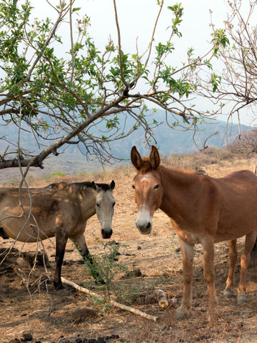 Mule Vs. Horse