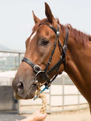 Sorrel Vs. Chestnut Horse