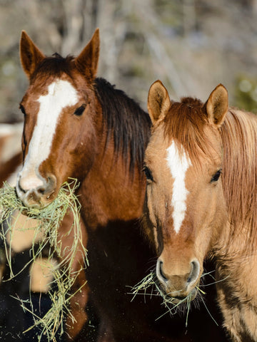 Sweet Feed For Horses